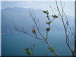 080509-LagoDiGarda-074_MarS.JPG