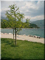 080510-LagoDiGarda-221_Brc.JPG