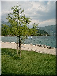 080510-LagoDiGarda-221_Brc.JPG