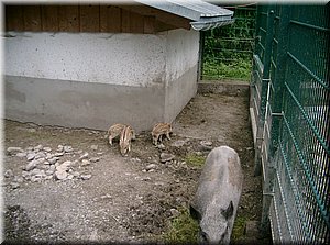 090730-Bregenz-0890-Pfaender.JPG