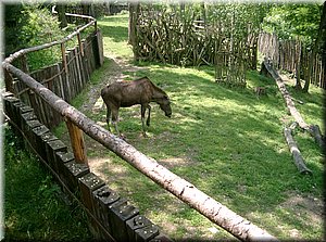 110522-ZOO-063.JPG