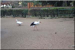 131227-Vyskov-ZOOpark-091.JPG