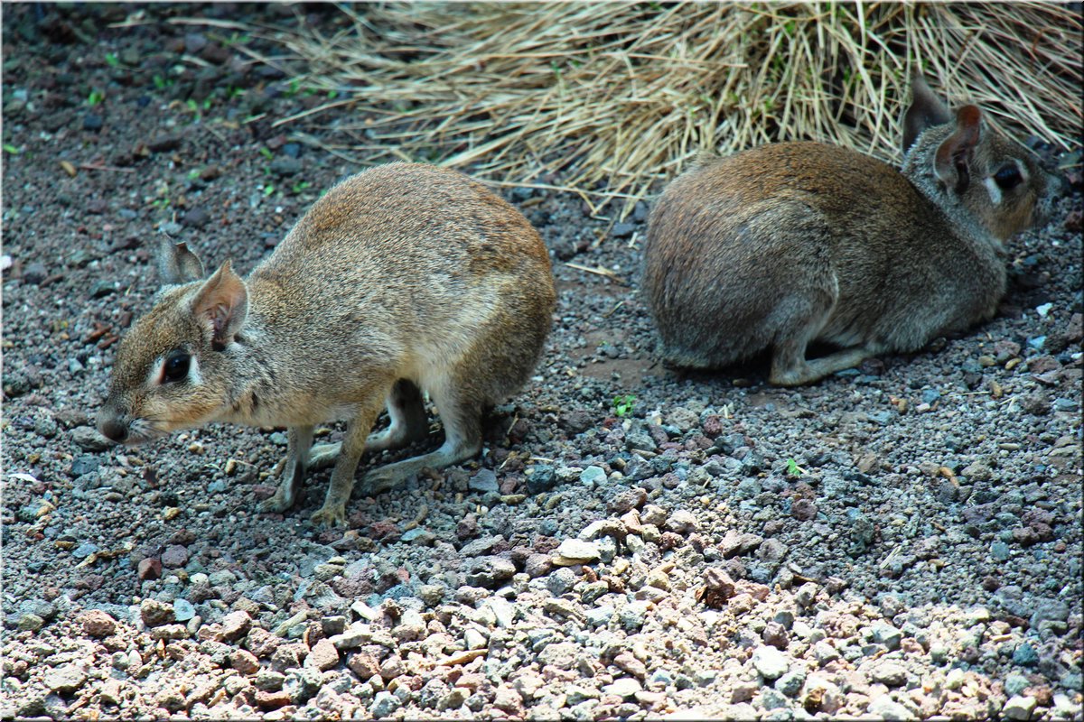 150607-ZOO-12chipmunci-2478_Aja.JPG