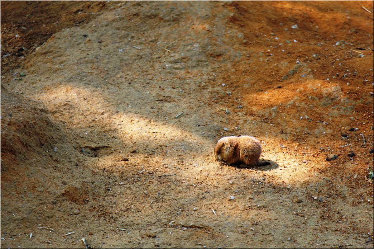 150607-ZOO-12chipmunci-2503_Aja.JPG