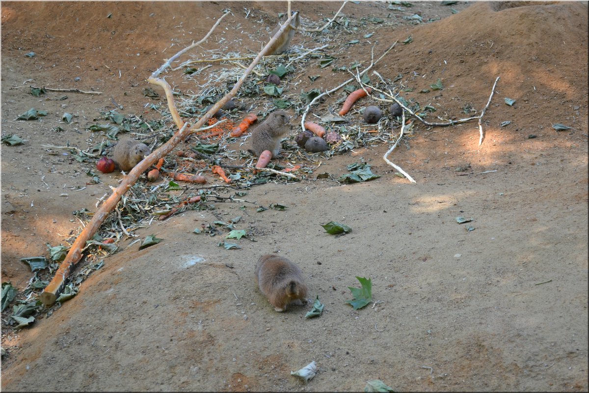 150607-ZOO-12chipmunci-38_Brc.JPG