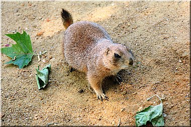 150607-ZOO-12chipmunci-2499_Aja.JPG