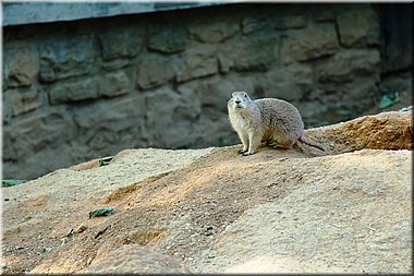 150607-ZOO-12chipmunci-2501_Aja.JPG