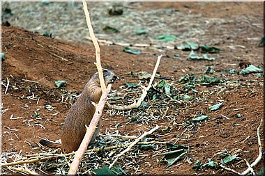 150607-ZOO-12chipmunci-2502_Aja.JPG