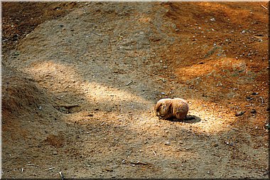 150607-ZOO-12chipmunci-2503_Aja.JPG