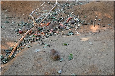 150607-ZOO-12chipmunci-38_Brc.JPG