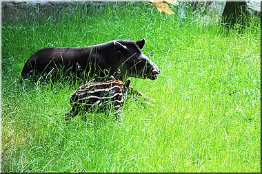 150607-ZOO-13prasata-2504_Aja.JPG