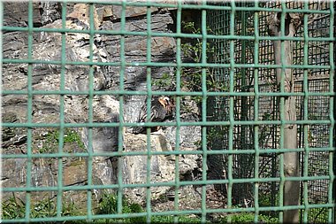 160402-ZOO-136.JPG