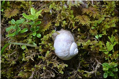 160612-Garmisch2Eibsee_Brc-223.JPG