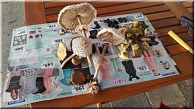 170826-Jajaahouby-2.jpg