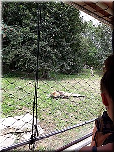 200802 ZOO Dvur Kralove 11.jpg