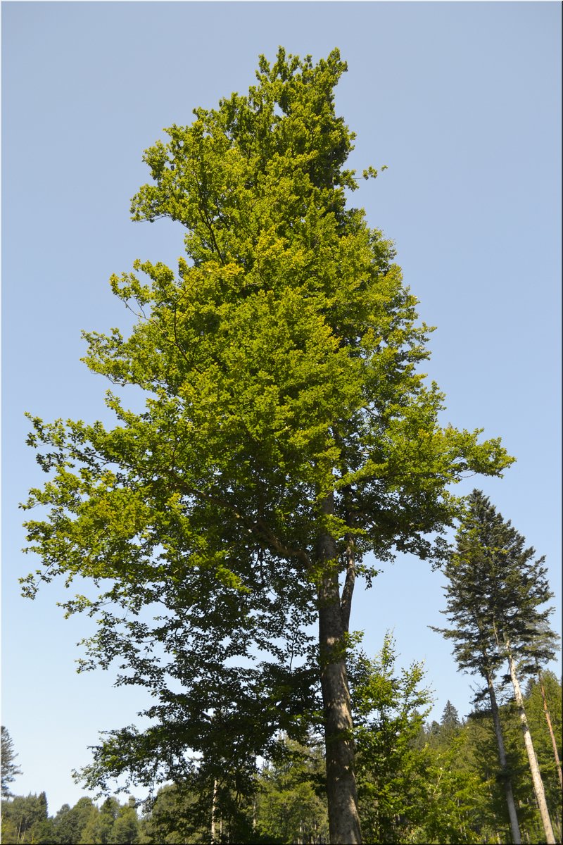 230708-peso-Vydra-0197.JPG