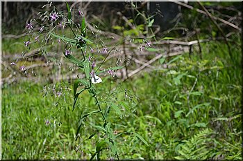 230708-peso-Vydra-0188.JPG