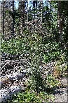 230708-peso-Vydra-0196.JPG
