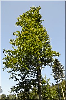 230708-peso-Vydra-0197.JPG