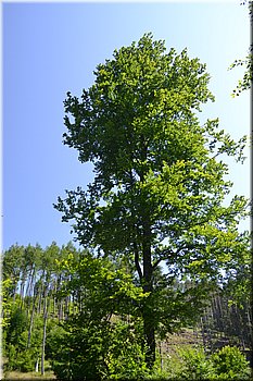 230708-peso-Vydra-0199.JPG