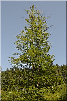 230708-peso-Vydra-0204.JPG