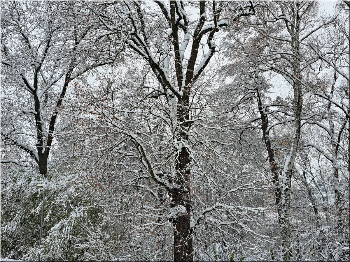 231202-cepiceManovka15stromy.jpg
