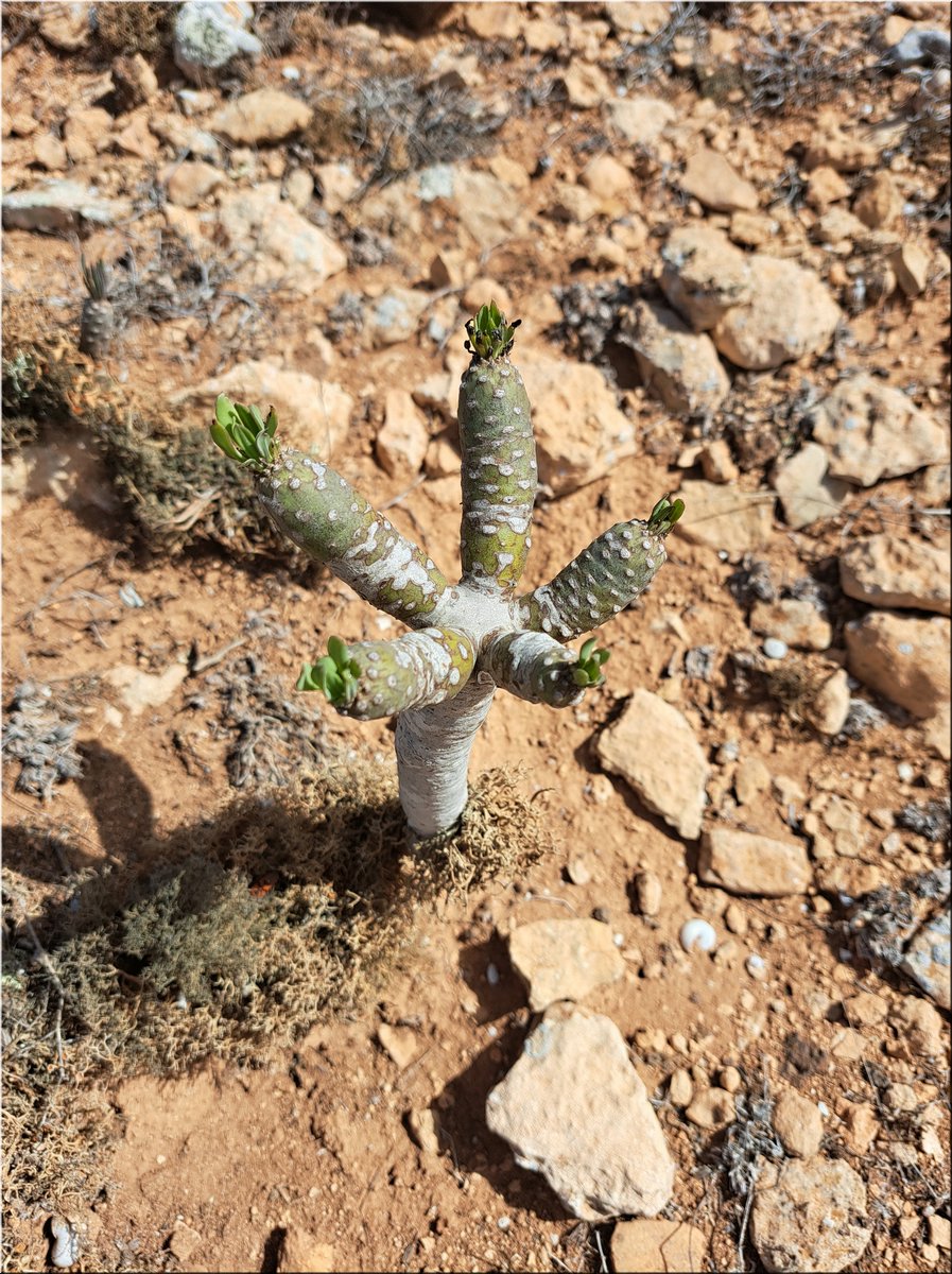 1-240219-Lanzarote1-141552_Brc.jpg