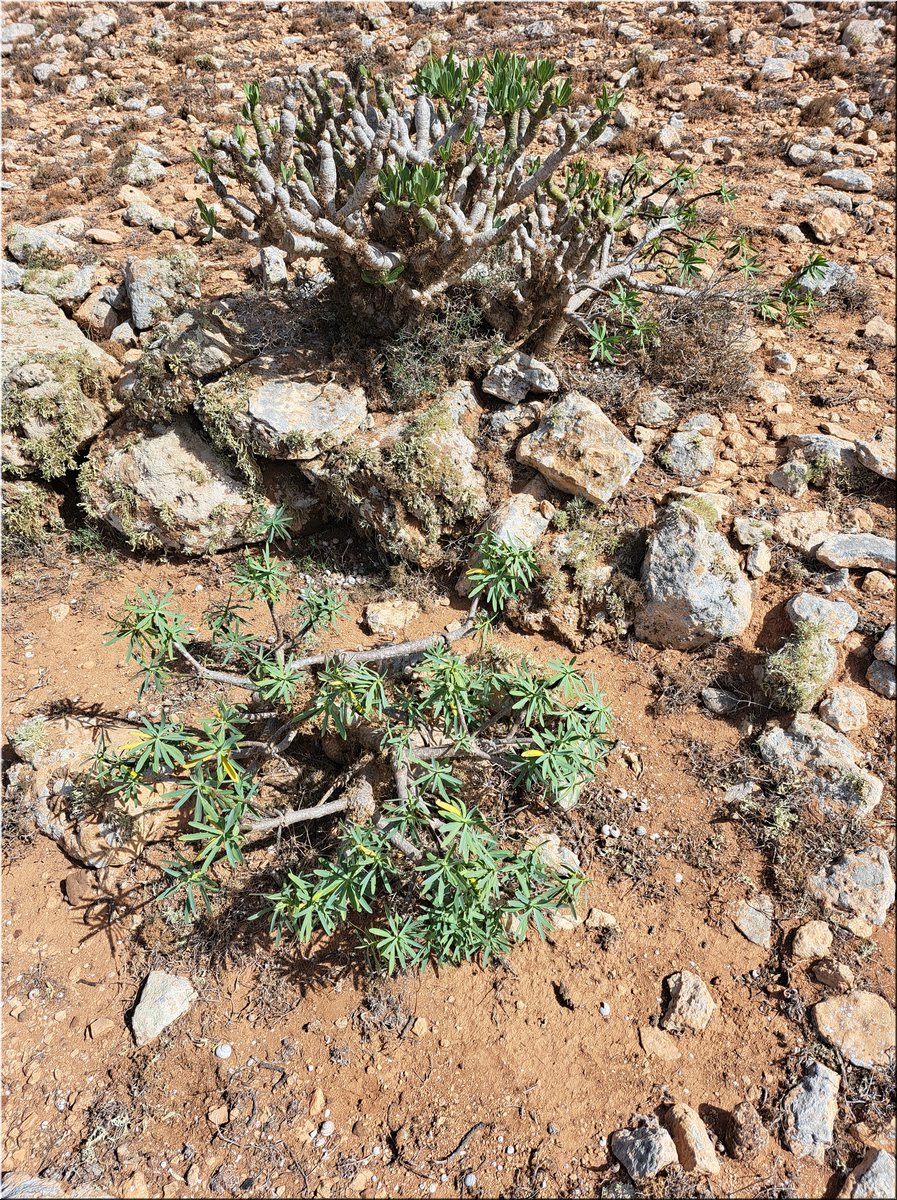 1-240219-Lanzarote1-141611_Brc.jpg