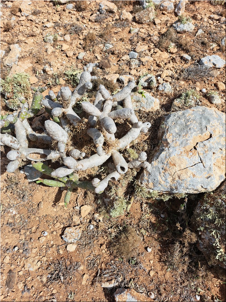 1-240219-Lanzarote1-141624_Brc.jpg