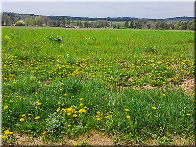 250421-polepredchatou7.jpg