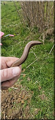 260401-FrancieLondon-04.jpg