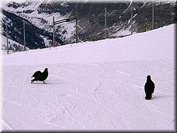 070217 162 Zermatt.JPG