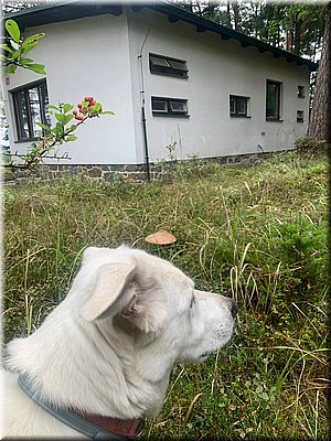 250913-A-nachate-pesbedlachata.jpg