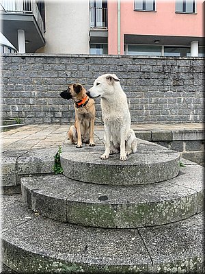 250913-B-cukrarnaMozart-psi03.jpg