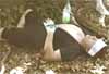 clickni na m� a vybafnou na tebe dva velk� obr�zky