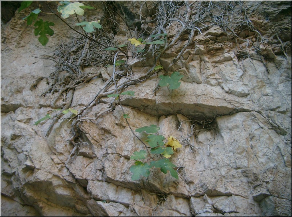 100827-jachtaIrena-4202_Brc.JPG