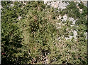 100827-jachtaIrena-4226_Brc.JPG