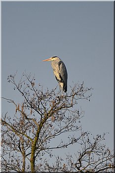 150320-ptakManovka-08c_Jaja.jpg