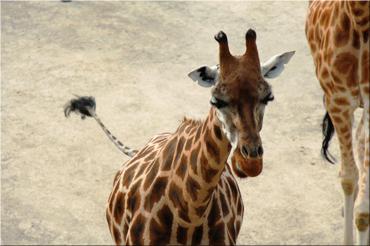 150607-ZOO-17zirafy-2556_Aja.JPG