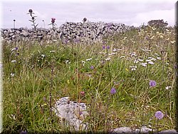 070821-Irsko-68047_Toni.jpg