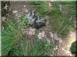 090523-BBCC-Svucice-563(c)Brc.JPG