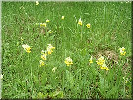 100522-BBCC-Rabstejn-223_PP.JPG