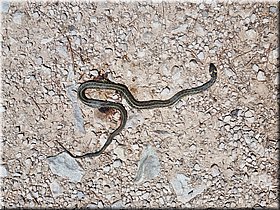 240602_130200-kololodNavigator_Trpis.jpg