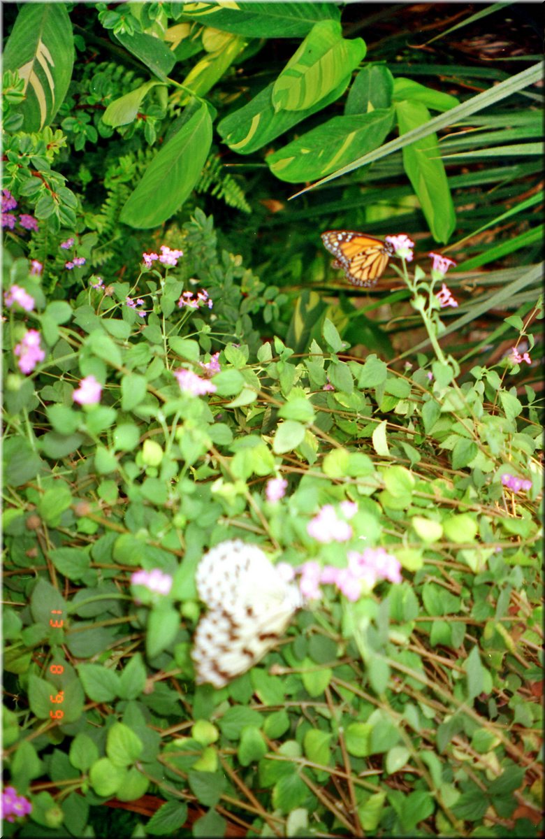 1999-08-12 BBCC Bregenz 13uBodensee50 ---zneg.jpg
