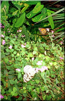 1999-08-12 BBCC Bregenz 13uBodensee50 ---zneg.jpg