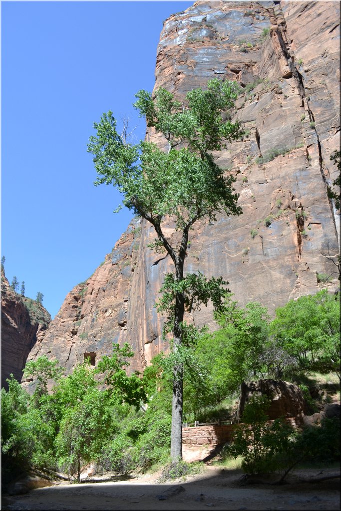 130523-USA-2Zion-0514.JPG