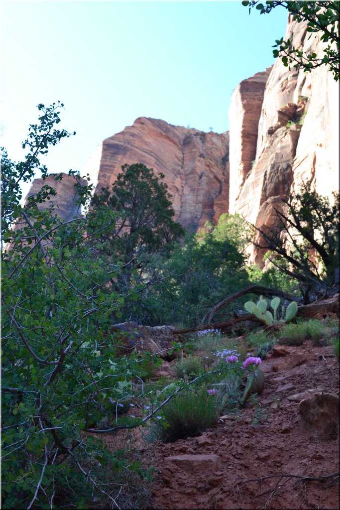 130523-USA-2Zion-0592.JPG