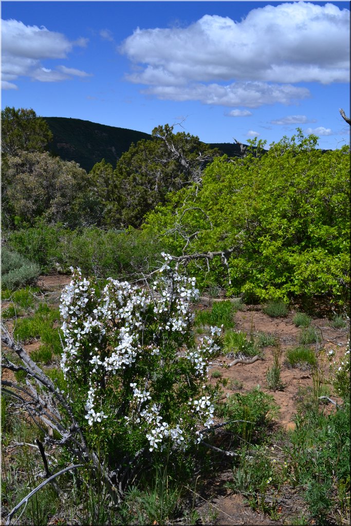 130529-USA-MesaVerde-1529.JPG