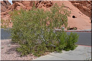 130521-USA-1ValleyOfFire-0144.JPG