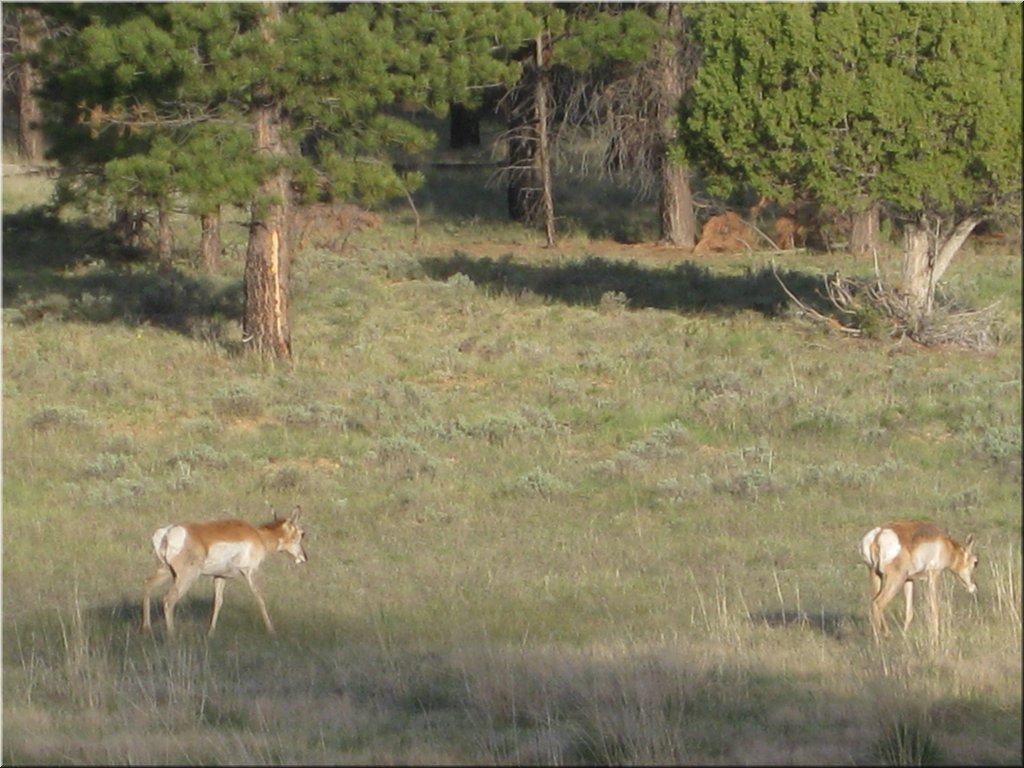 130524-BryceCanyon-442.JPG